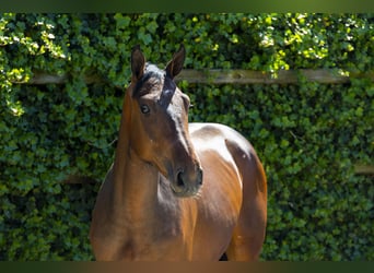 Belgian Warmblood, Stallion, 2 years, 16 hh