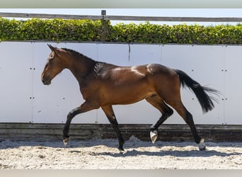 Belgian Warmblood, Stallion, 2 years, 16 hh