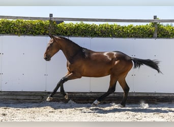 Belgian Warmblood, Stallion, 2 years, 16 hh