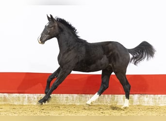 Belgian Warmblood, Stallion, 2 years, 16 hh