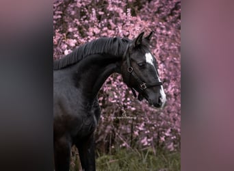Belgian Warmblood, Stallion, 2 years, 16 hh, Smoky-Black