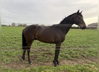 Belgian Warmblood, Stallion, 2 years, Bay-Dark