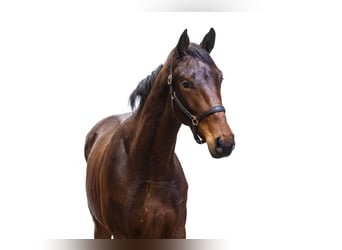 Belgian Warmblood, Stallion, 2 years, Bay-Dark