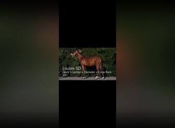 Belgian Warmblood, Stallion, 2 years, Bay