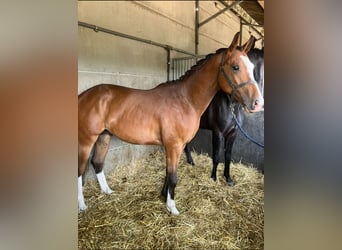 Belgian Warmblood, Stallion, 2 years, Brown