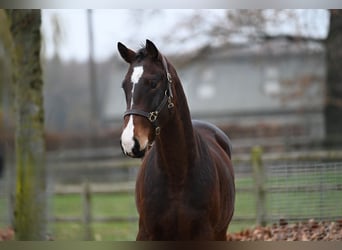 Belgian Warmblood, Stallion, 2 years, Brown