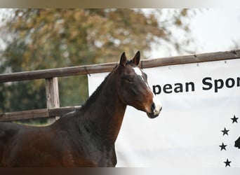 Belgian Warmblood, Stallion, 2 years, Brown