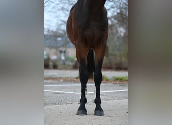 Belgian Warmblood, Stallion, 2 years, Brown