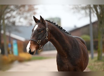 Belgian Warmblood, Stallion, 2 years, Brown