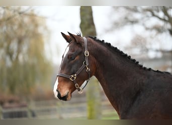 Belgian Warmblood, Stallion, 2 years, Brown
