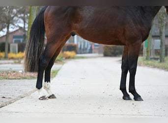 Belgian Warmblood, Stallion, 2 years, Brown
