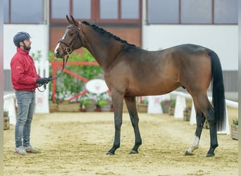 Belgian Warmblood, Stallion, 2 years, Brown