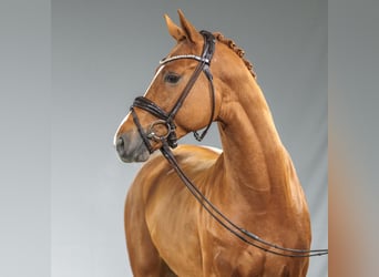 Belgian Warmblood, Stallion, 2 years, Chestnut-Red