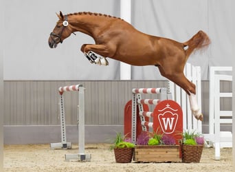 Belgian Warmblood, Stallion, 2 years, Chestnut-Red