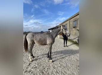 Belgian Warmblood, Stallion, 2 years, Gray