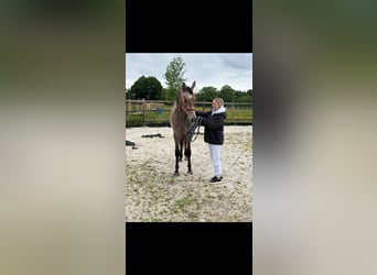 Belgian Warmblood, Stallion, 2 years