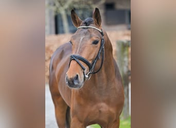 Belgian Warmblood, Stallion, 3 years, 14.1 hh, Bay