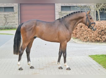Belgian Warmblood, Stallion, 3 years, 14.1 hh, Bay