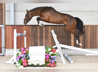 Belgian Warmblood, Stallion, 3 years, 14.1 hh, Bay