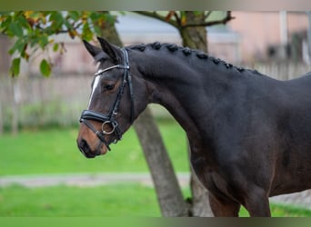 Belgian Warmblood, Stallion, 3 years, 14,1 hh, Brown