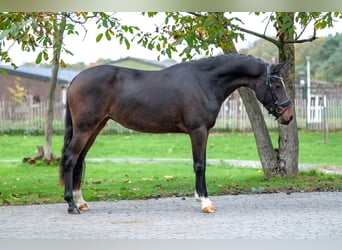 Belgian Warmblood, Stallion, 3 years, 14,1 hh, Brown