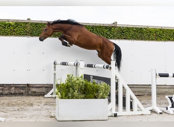 Belgian Warmblood, Stallion, 3 years, 15.1 hh, Brown