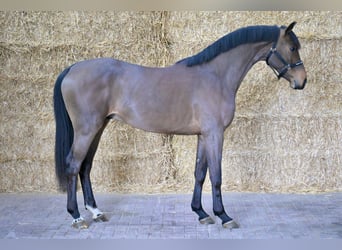 Belgian Warmblood, Stallion, 3 years, 15.2 hh, Bay