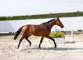 Belgian Warmblood, Stallion, 3 years, 15.2 hh, Brown Falb mold