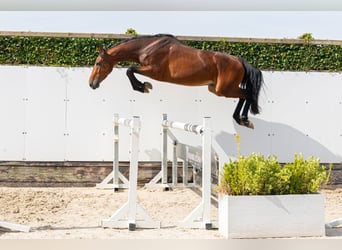 Belgian Warmblood, Stallion, 3 years, 15.2 hh, Brown Falb mold