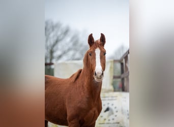 Belgian Warmblood, Stallion, 3 years, 15,2 hh, Chestnut