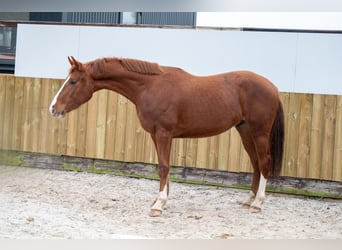 Belgian Warmblood, Stallion, 3 years, 15,2 hh, Chestnut