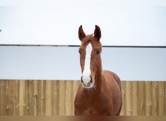 Belgian Warmblood, Stallion, 3 years, 15,2 hh, Chestnut