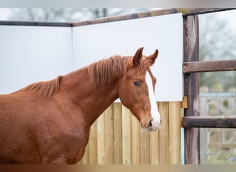 Belgian Warmblood, Stallion, 3 years, 15,2 hh, Chestnut