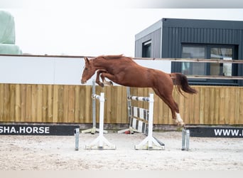 Belgian Warmblood, Stallion, 3 years, 15,2 hh, Chestnut