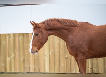 Belgian Warmblood, Stallion, 3 years, 15,2 hh, Chestnut