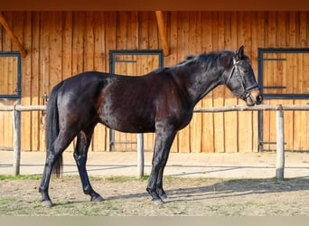 Belgian Warmblood, Stallion, 3 years, 15.2 hh, Smoky-Black