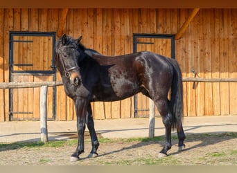 Belgian Warmblood, Stallion, 3 years, 15.2 hh, Smoky-Black