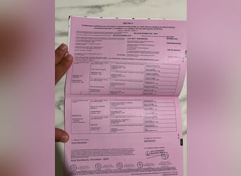 Belgian Warmblood, Stallion, 3 years, 16.1 hh, Bay-Dark