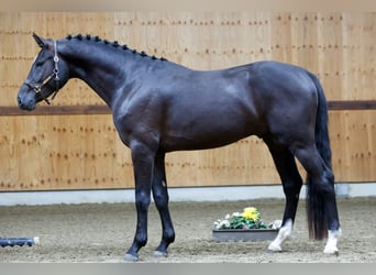 Belgian Warmblood, Stallion, 3 years, 16,1 hh, Black