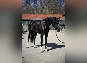 Belgian Warmblood, Stallion, 3 years, 16.1 hh, Black