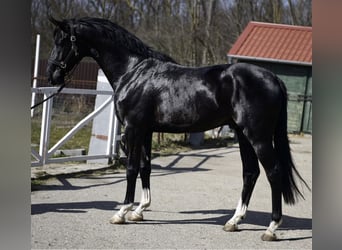 Belgian Warmblood, Stallion, 3 years, 16.1 hh, Black