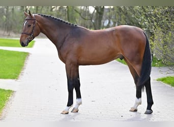 Belgian Warmblood, Stallion, 3 years, 16.1 hh, Brown