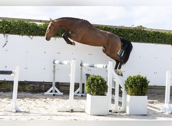 Belgian Warmblood, Stallion, 3 years, 16.1 hh, Brown