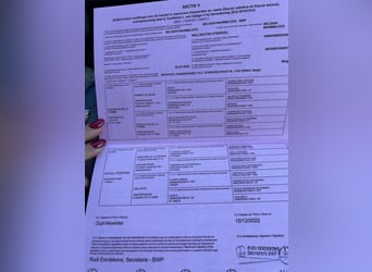 Belgian Warmblood, Stallion, 3 years, 16.1 hh, Brown