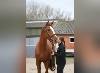 Belgian Warmblood, Stallion, 3 years, 16,1 hh, Chestnut-Red