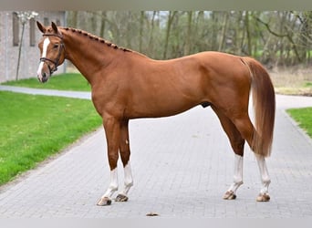 Belgian Warmblood, Stallion, 3 years, 16.1 hh, Chestnut