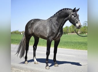 Belgian Warmblood, Stallion, 3 years, 16.1 hh, Grey