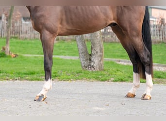 Belgian Warmblood, Stallion, 3 years, 16.1 hh