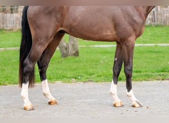 Belgian Warmblood, Stallion, 3 years, 16.1 hh