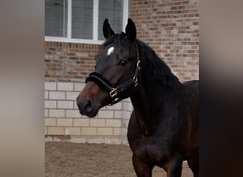 Belgian Warmblood, Stallion, 3 years, 16.2 hh, Bay-Dark